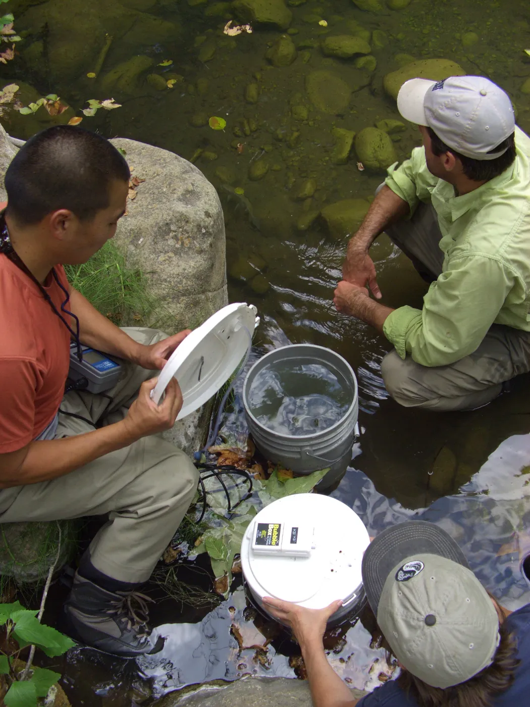 Steelhead trout release below Mission Dam. The first fish can be seen just to the right of the large boulder.