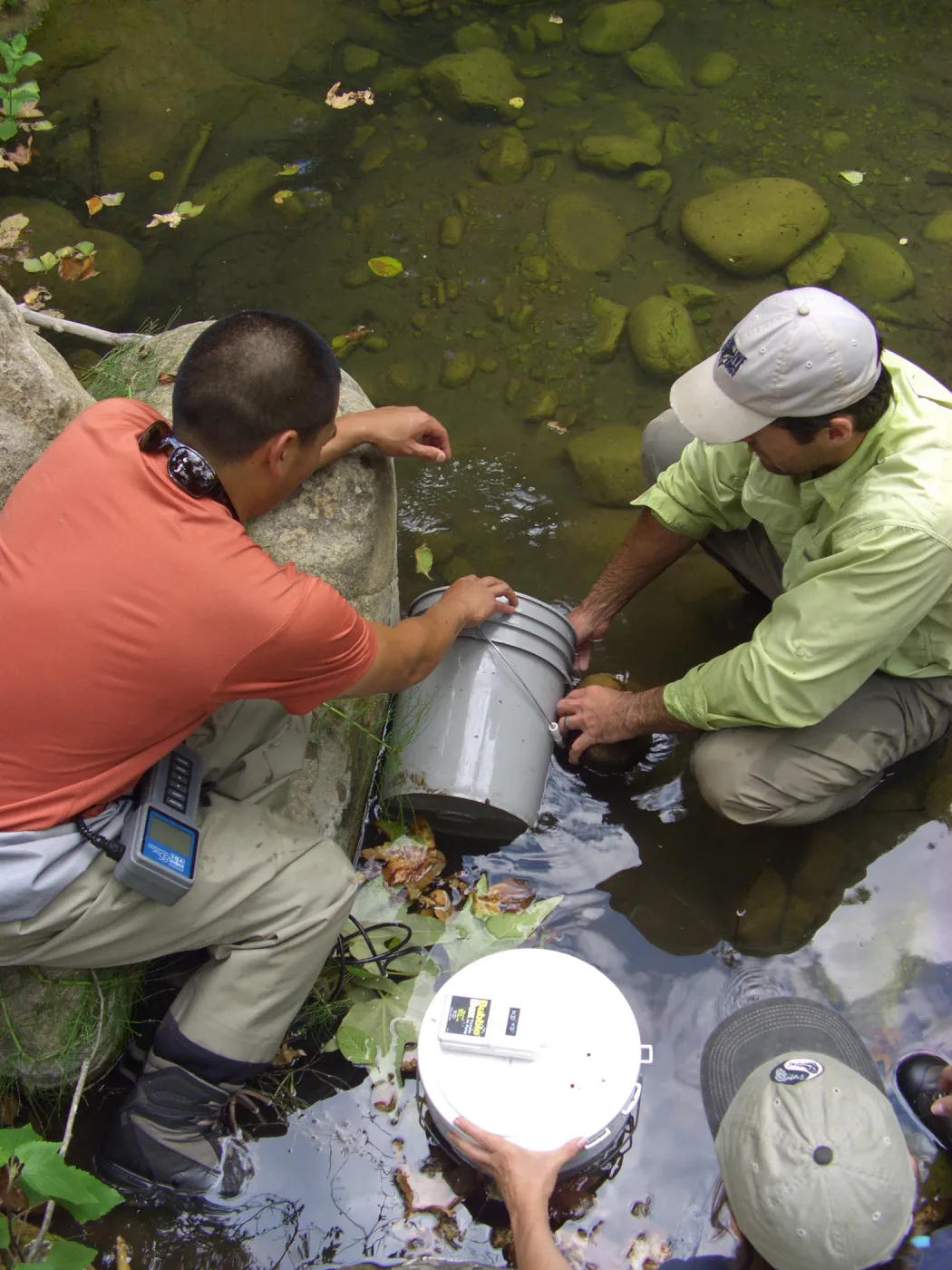 Steelhead trout release below Mission Dam. Releasing the remaining larger fish. They had to be encouraged to leave the bucket.