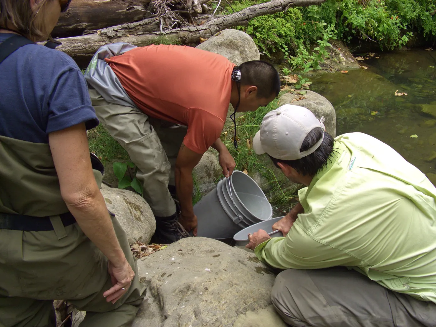 Steelhead trout release below Mission Dam. Releasing the smaller fish.