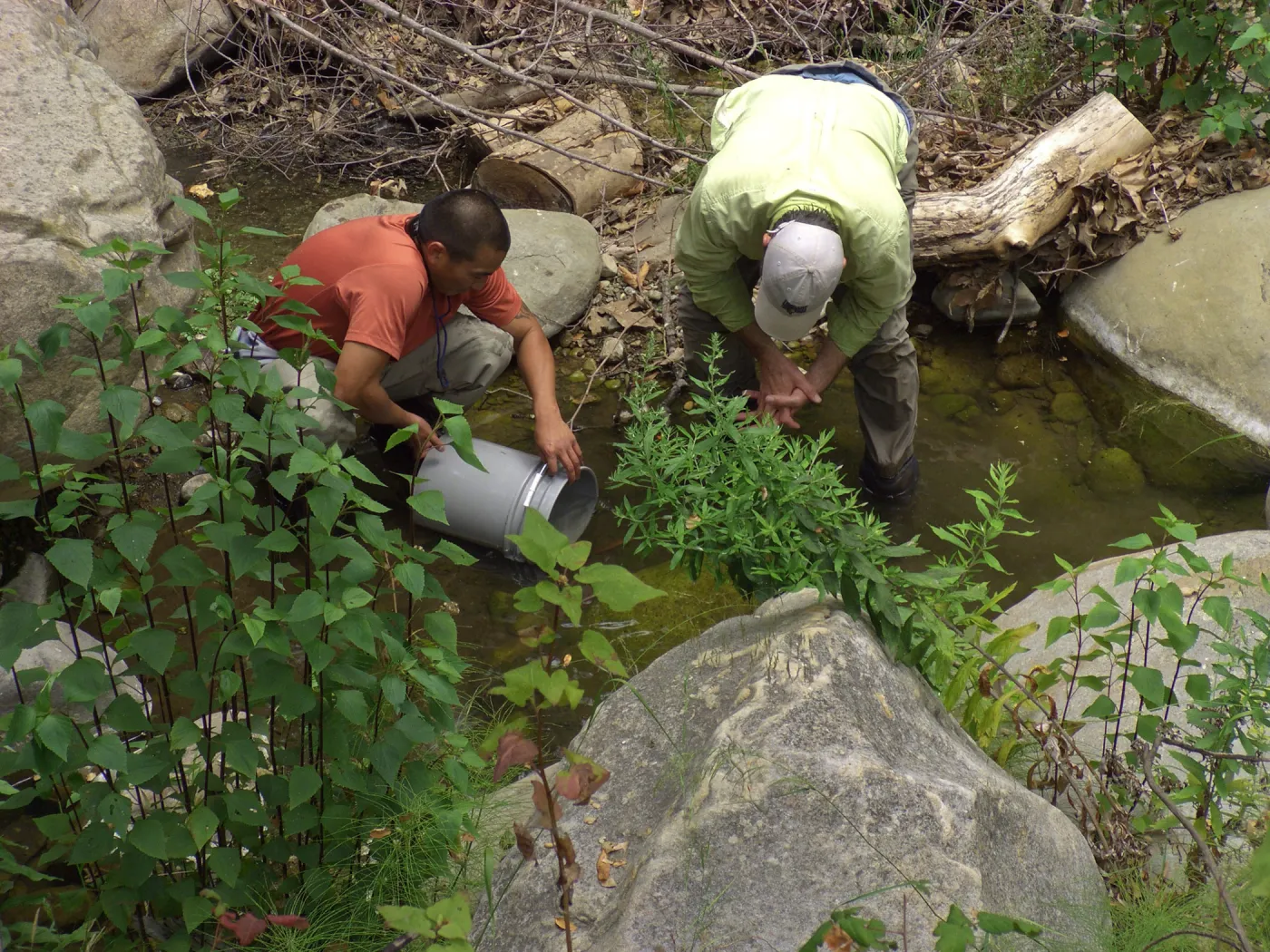 Steelhead trout release below Mission Dam. Releasing the smaller fish.