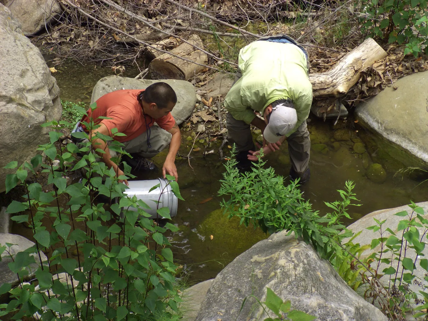 Steelhead trout release below Mission Dam. Releasing the smaller fish.