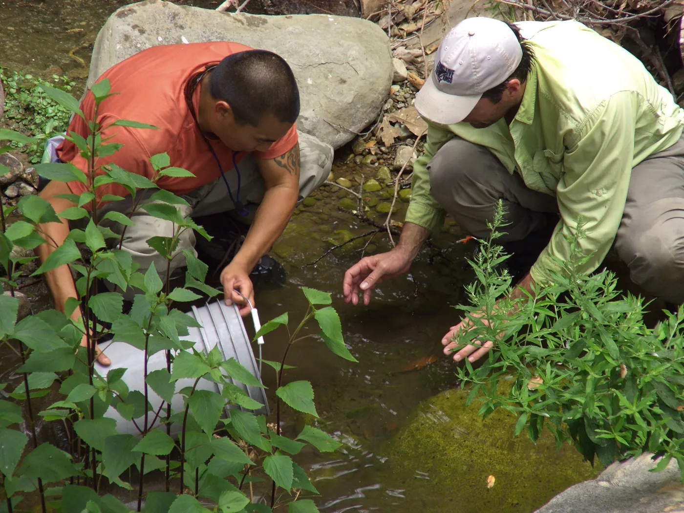 Steelhead trout release below Mission Dam. Releasing the smaller fish.