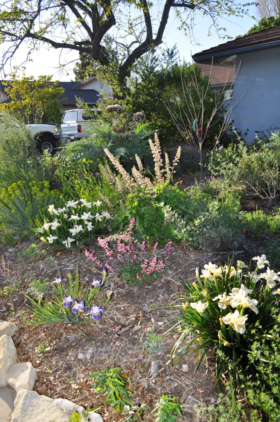 Heather Wehnau garden, Iris Canyon Snow