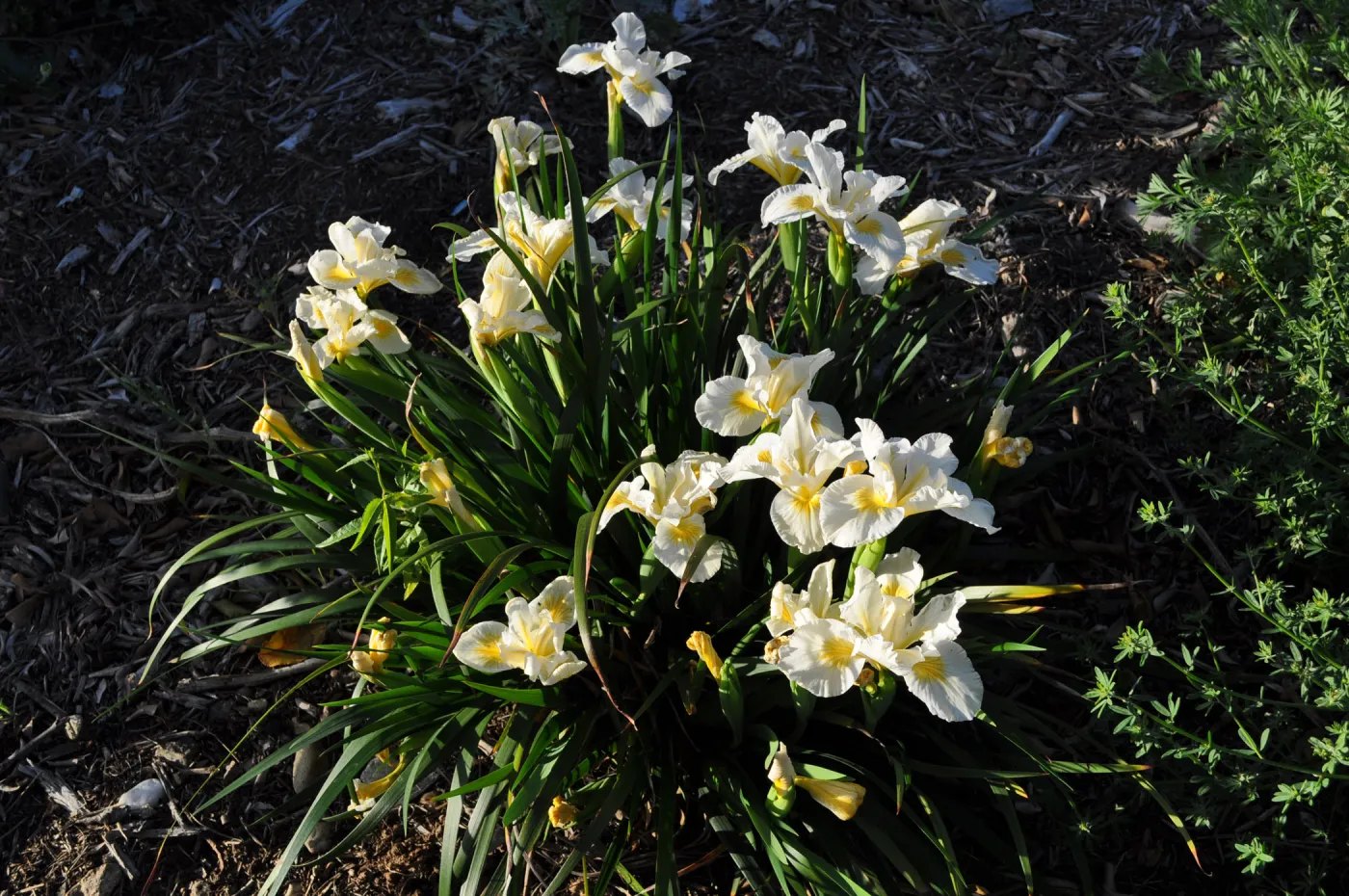 Heather Wehnau garden, Iris Canyon Snow