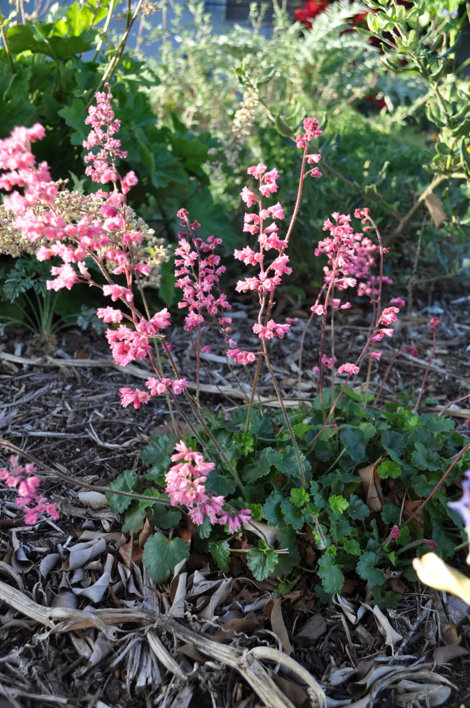Heather Wehnau garden