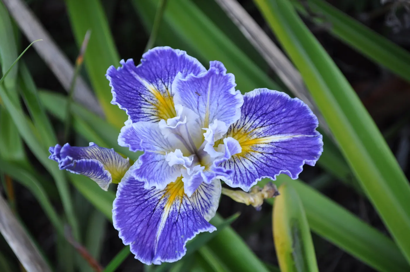 Heather Wehnau garden, Iris 'Idyllwild'