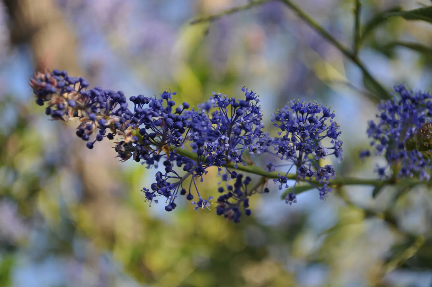 Heather Wehnau garden, Ceanothus 'YBN Blue'