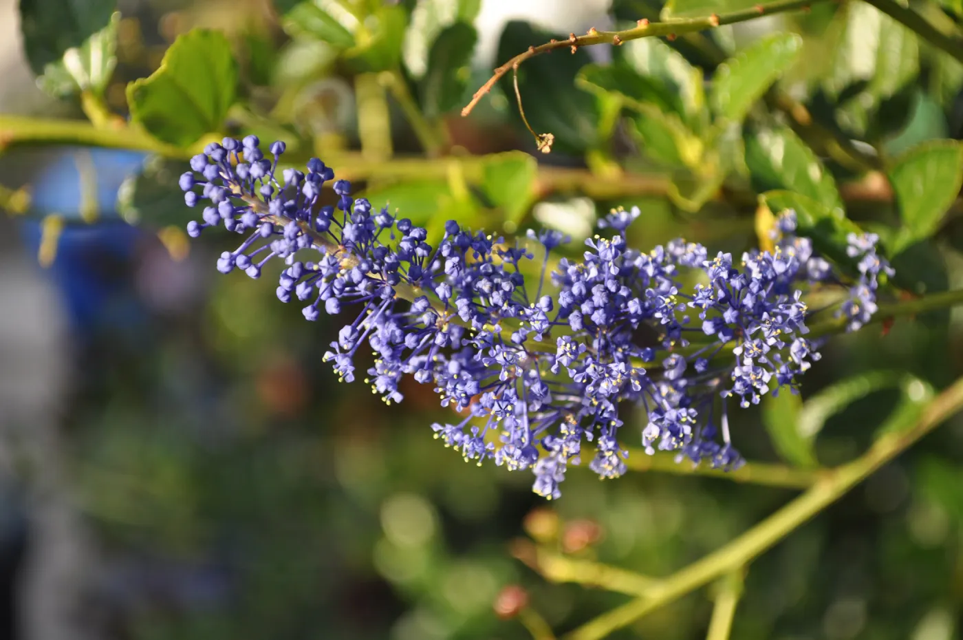 Heather Wehnau garden, Ceanothus YBN Blue