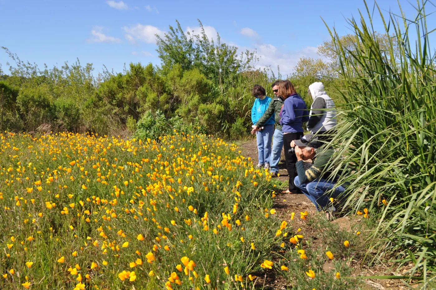 Native Plant Tour, UCSB North Parcel