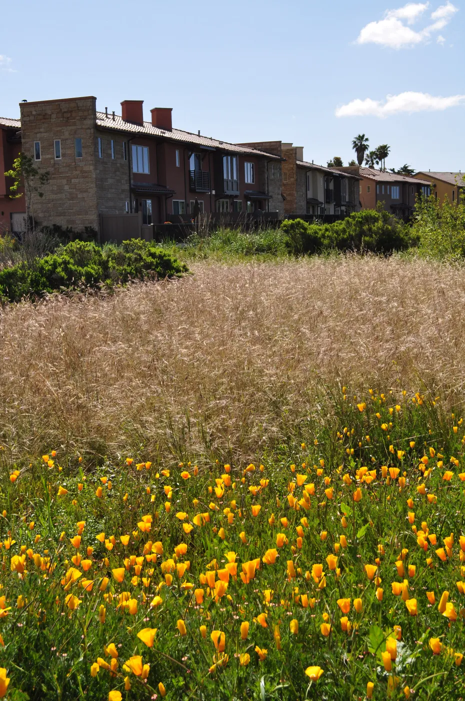 Native Plant Tour, UCSB North Parcel
