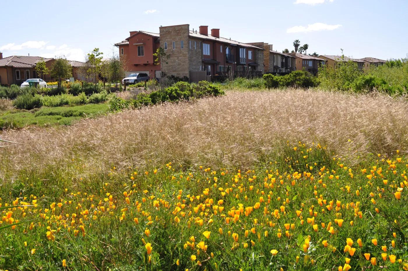 Native Plant Tour, UCSB North Parcel