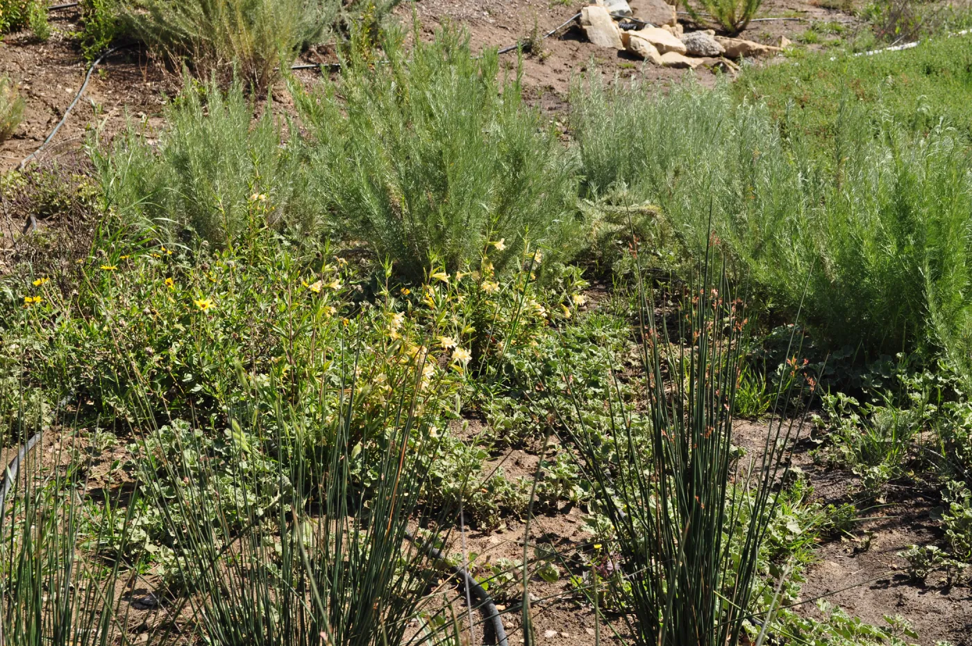 Native Plant Tour, UCSB North Parcel