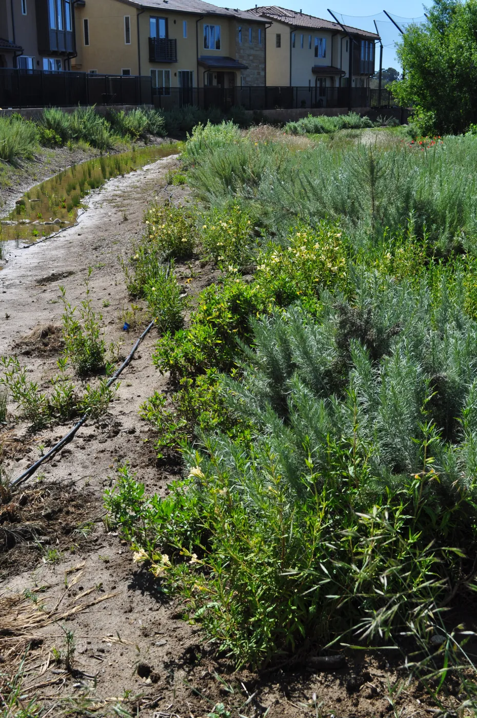 Native Plant Tour, UCSB North Parcel