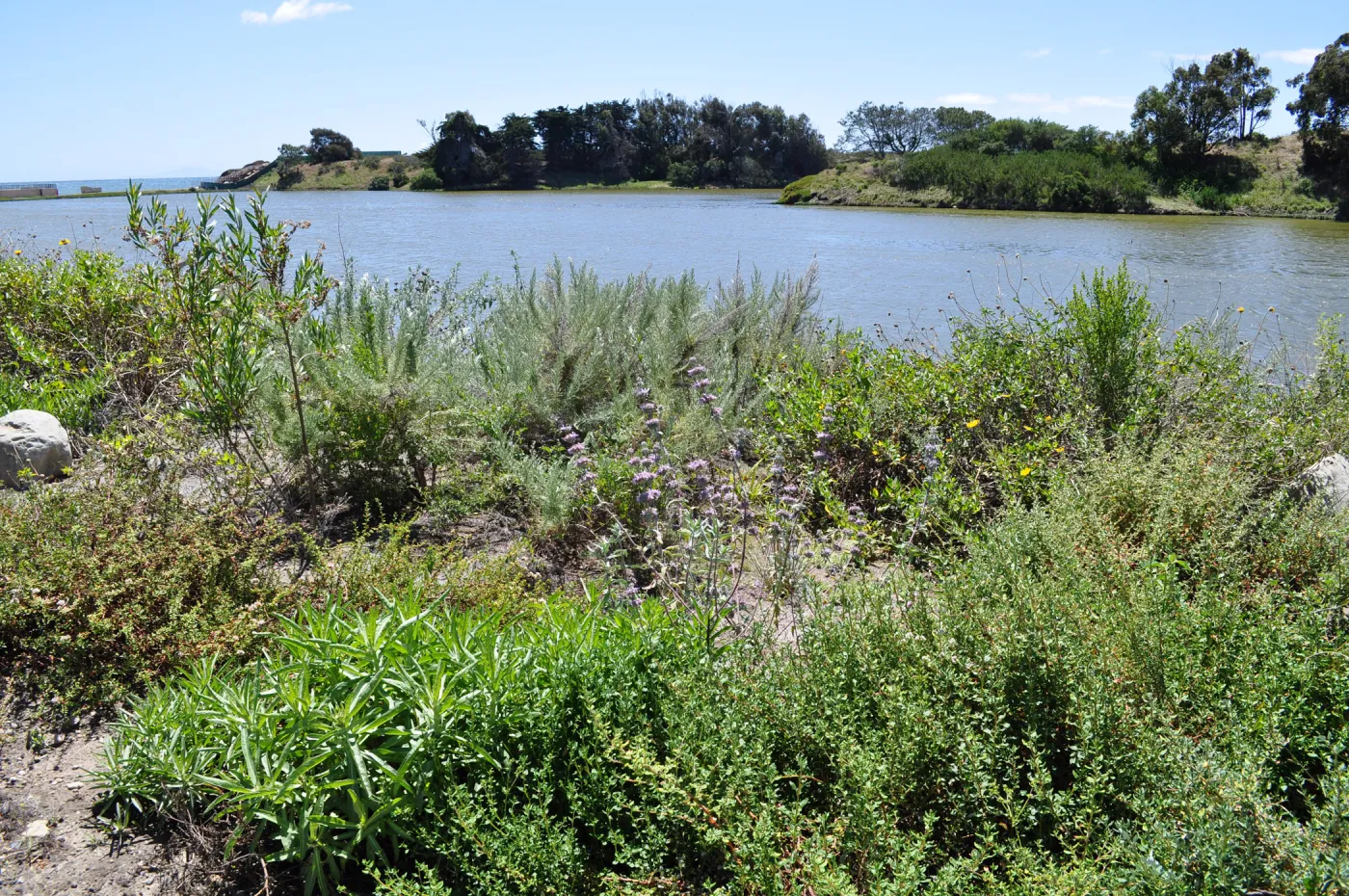 Native Plant Tour, UCSB San Nicholas wetlands