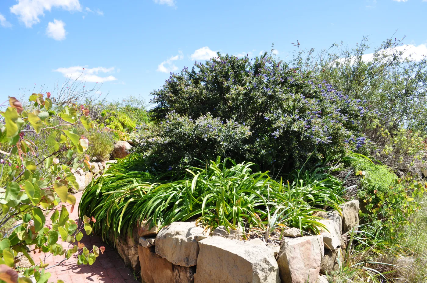 Native Plant Tour,Toro Canyon, Wallin garden