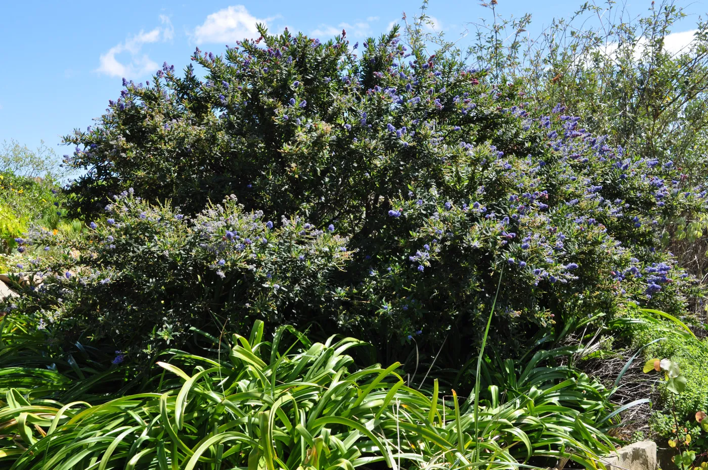 Native Plant Tour,Toro Canyon, Wallin garden