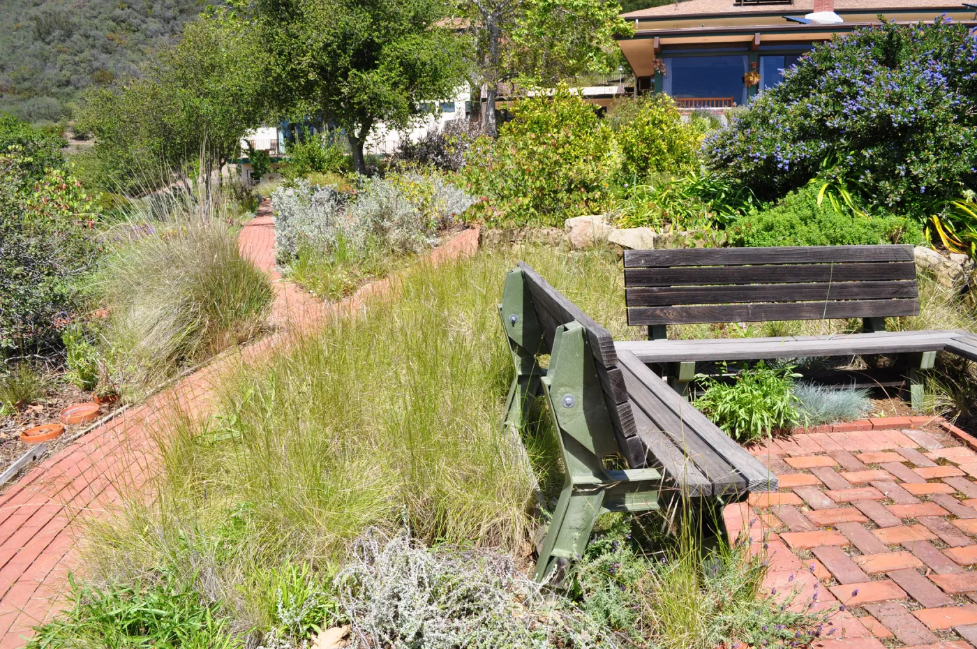 Native Plant Tour,Toro Canyon, Wallin garden