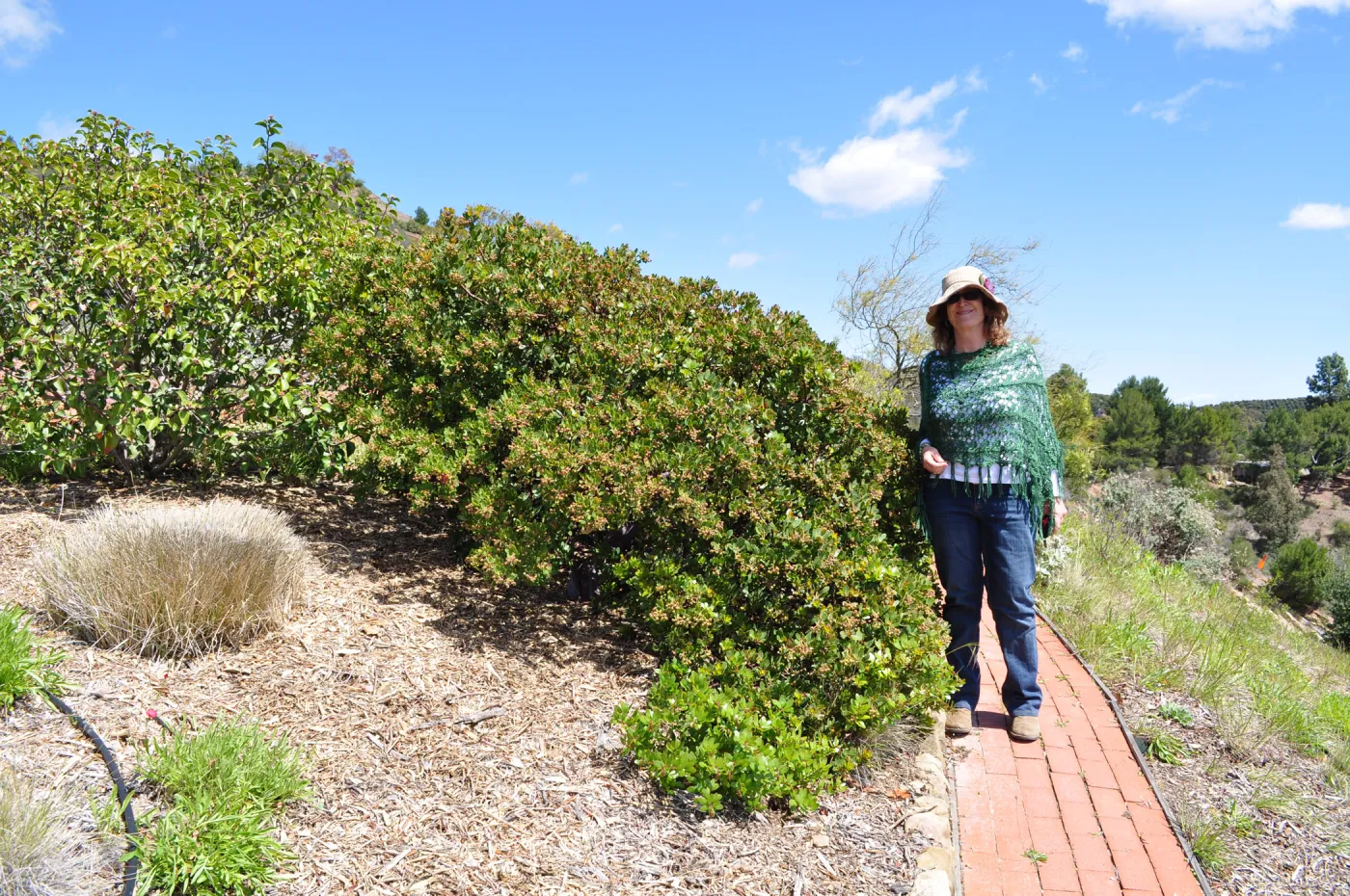 Native Plant Tour,Toro Canyon, Wallin garden, Betsy Collins