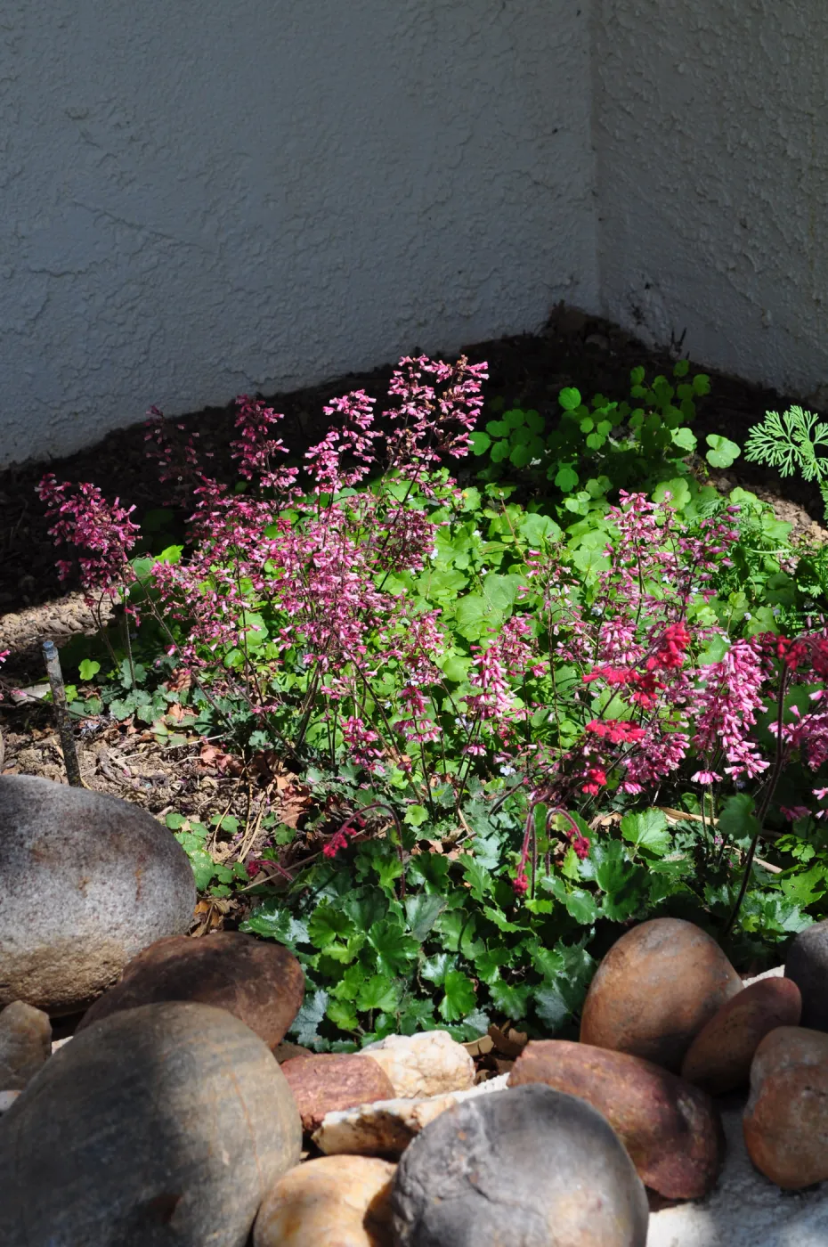 Native Plant Tour,Toro Canyon, Wallin garden