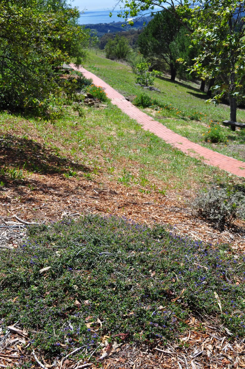 Native Plant Tour,Toro Canyon, Wallin garden