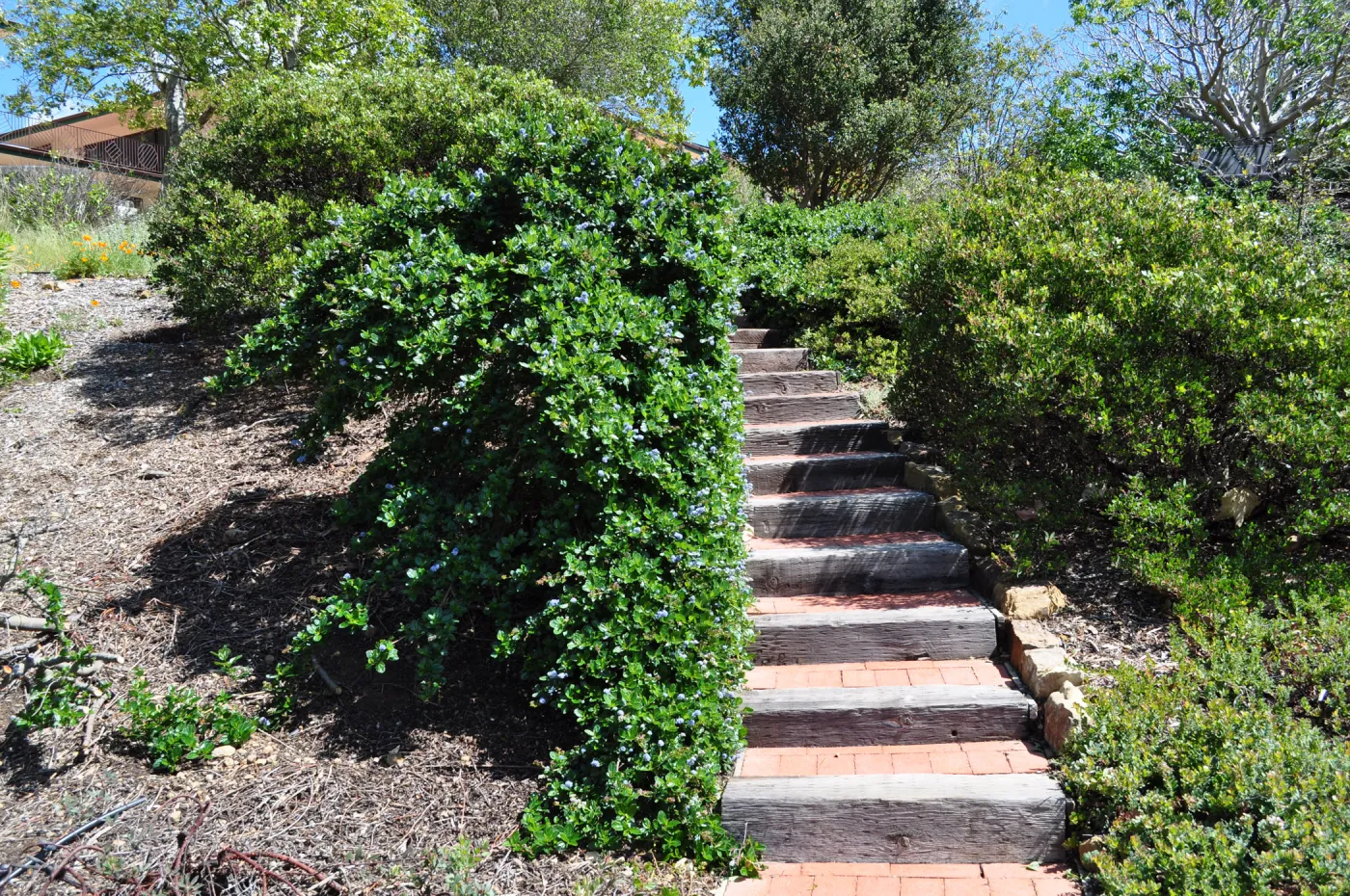 Native Plant Tour,Toro Canyon, Wallin garden
