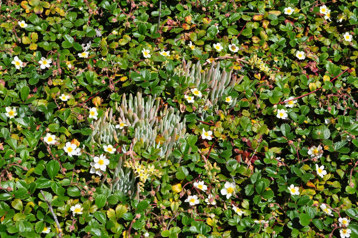 Native Plant Tour,Toro Canyon, Wallin garden