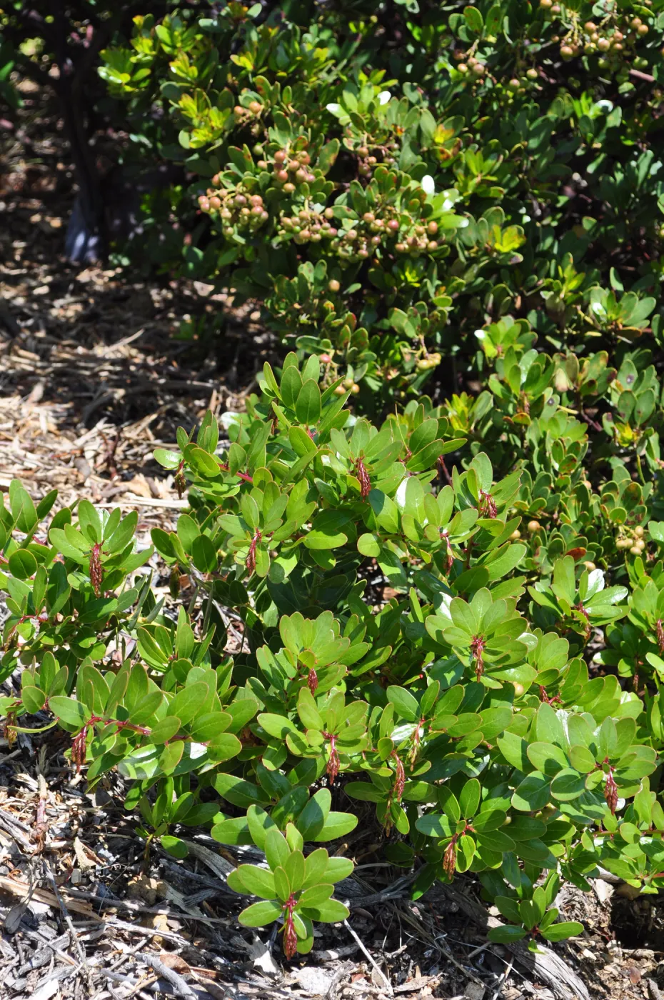 Native Plant Tour,Toro Canyon, Wallin garden