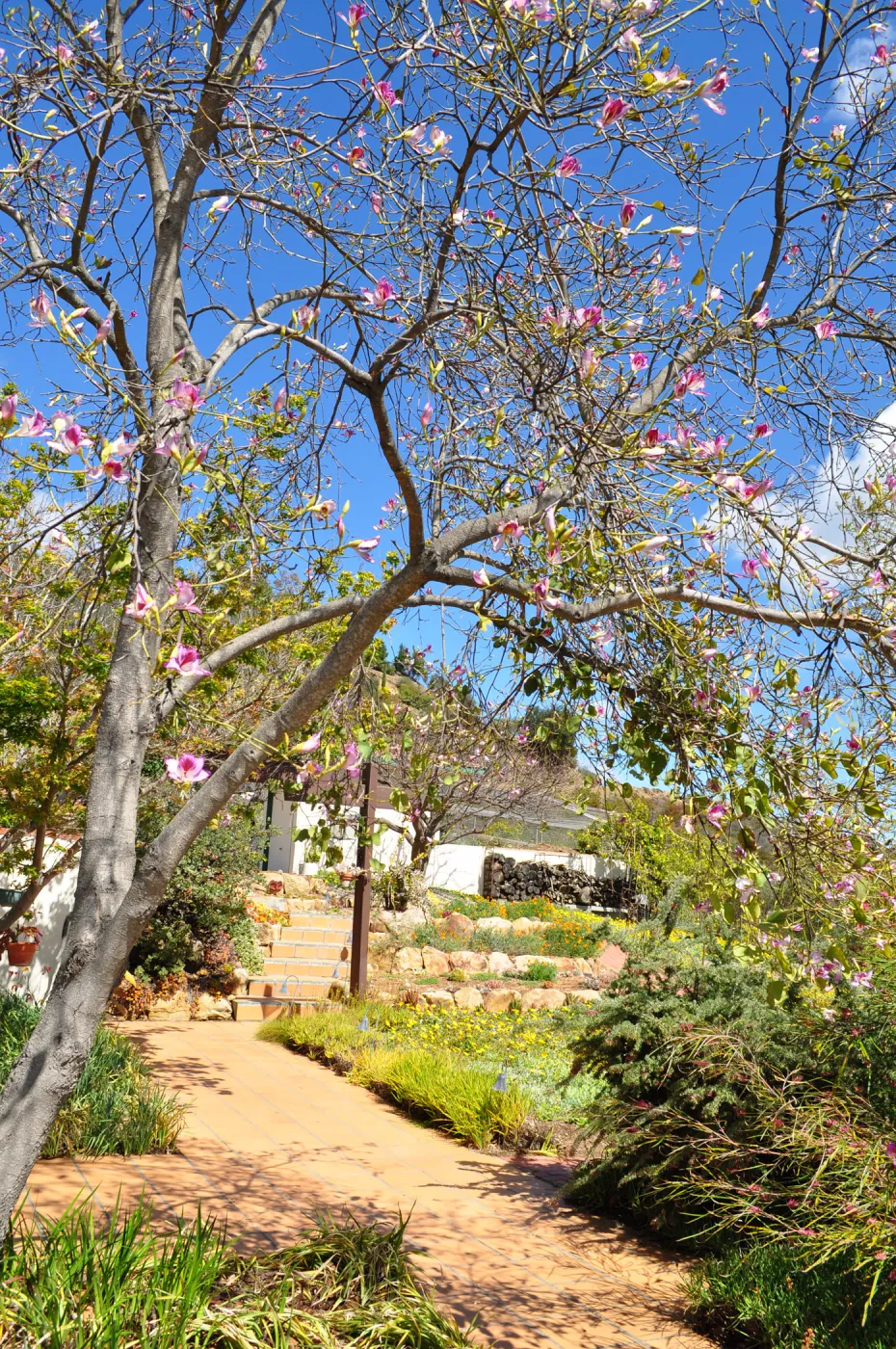 Native Plant Tour,Toro Canyon, Wallin garden