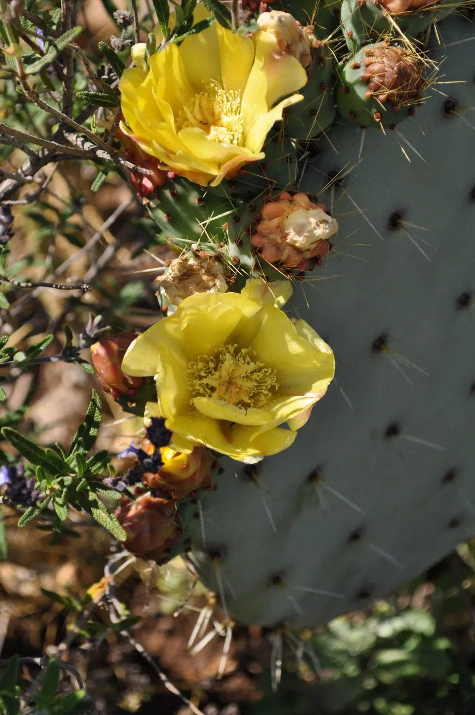 Native Plant Tour, Sovich garden (Prickly-pear)