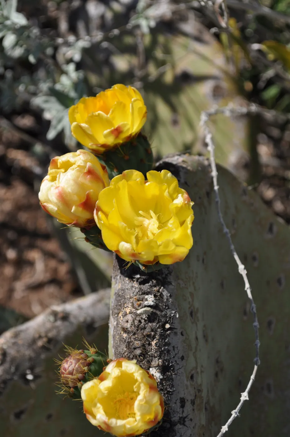 Native Plant Tour, Sovich garden (Prickly-pear)