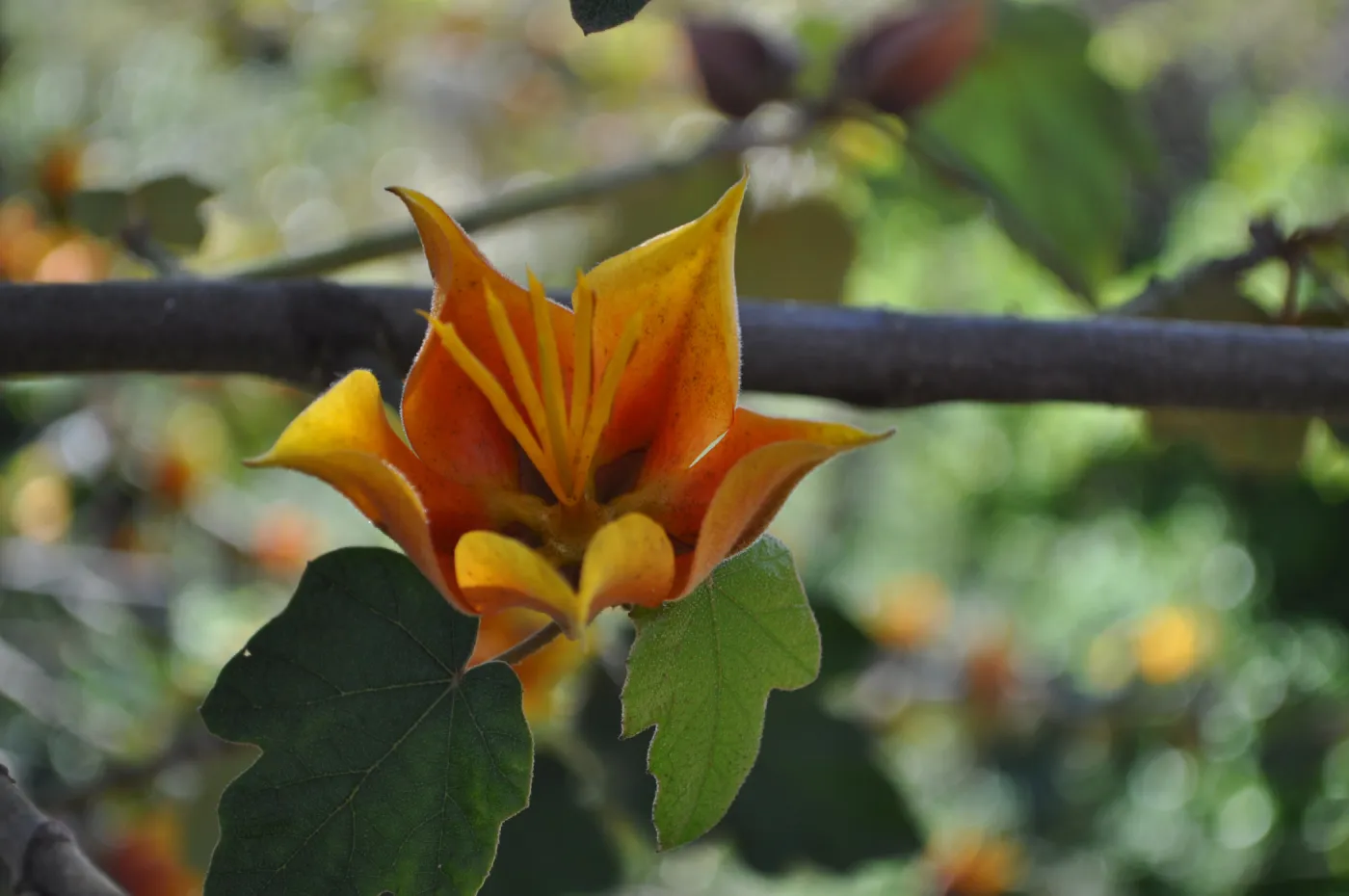 Native Plant Tour, Sovich garden