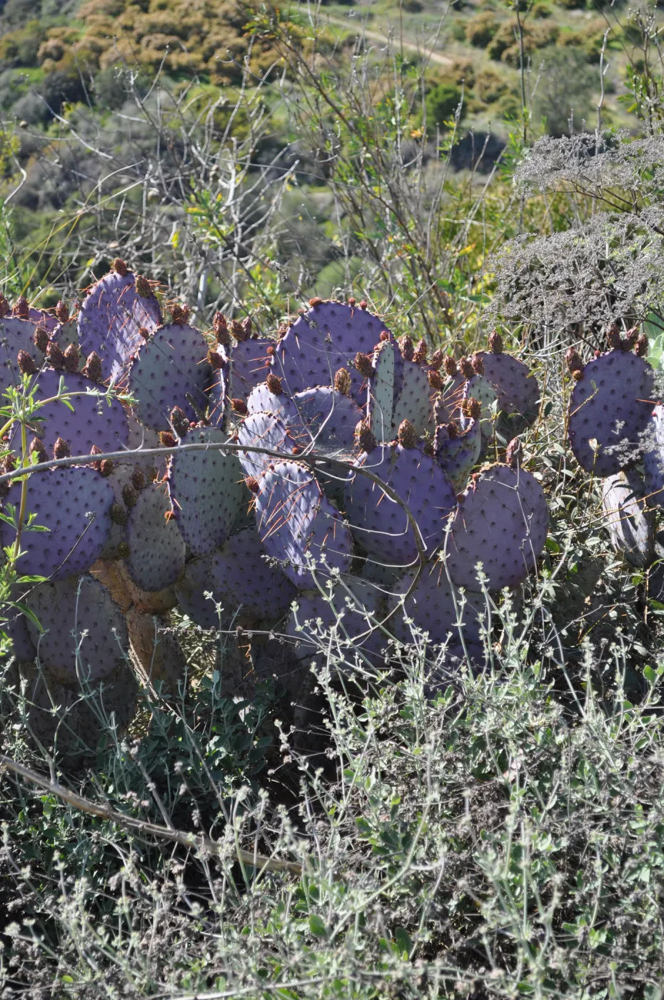 Native Plant Tour, Sovich garden (Prickly-pear)