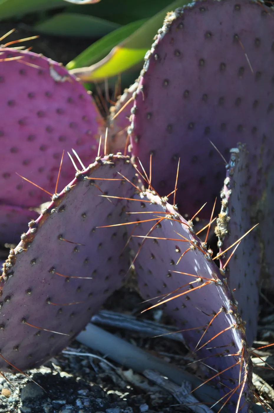Native Plant Tour, Sovich garden (Prickly-pear)