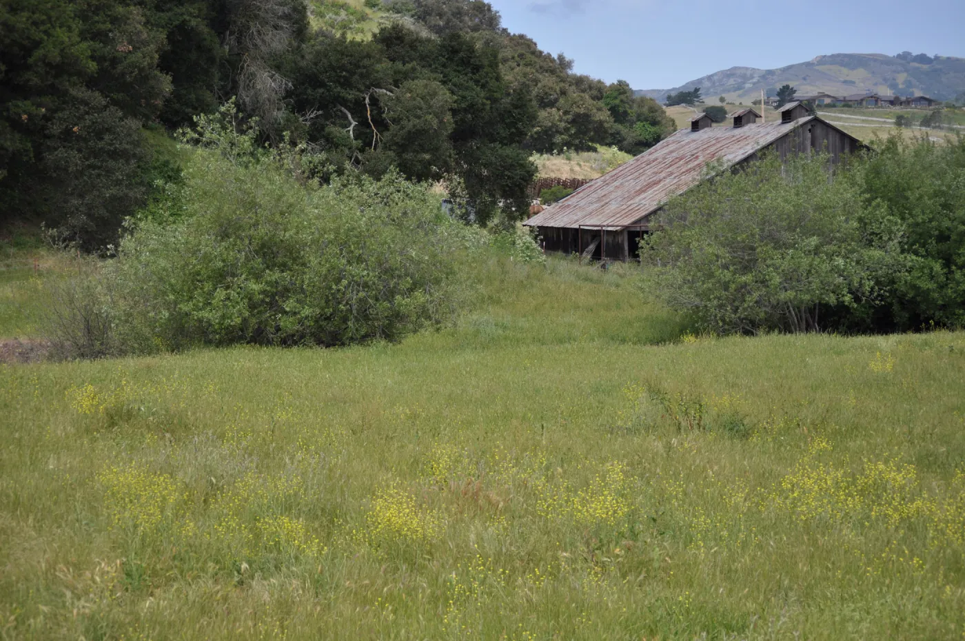 Garden field trip to Indian Knob, San Luis Obispo county