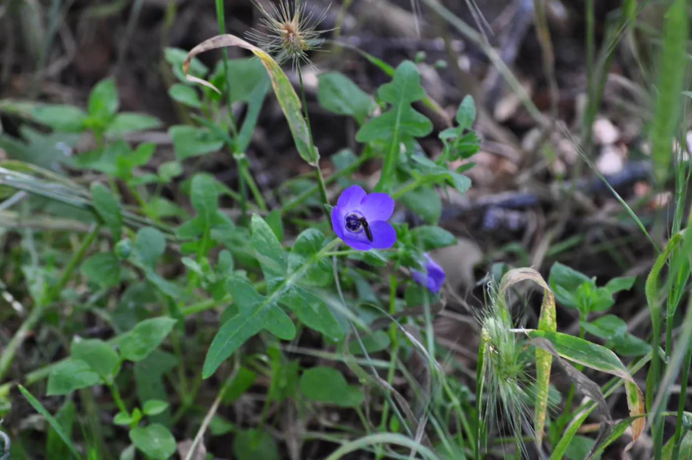 Garden field trip to Indian Knob, San Luis Obispo county