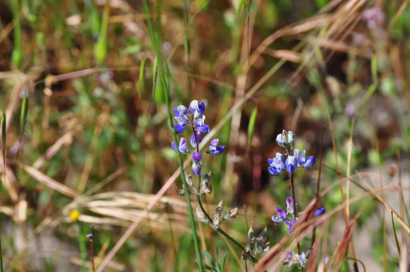 Garden field trip to Indian Knob, San Luis Obispo county