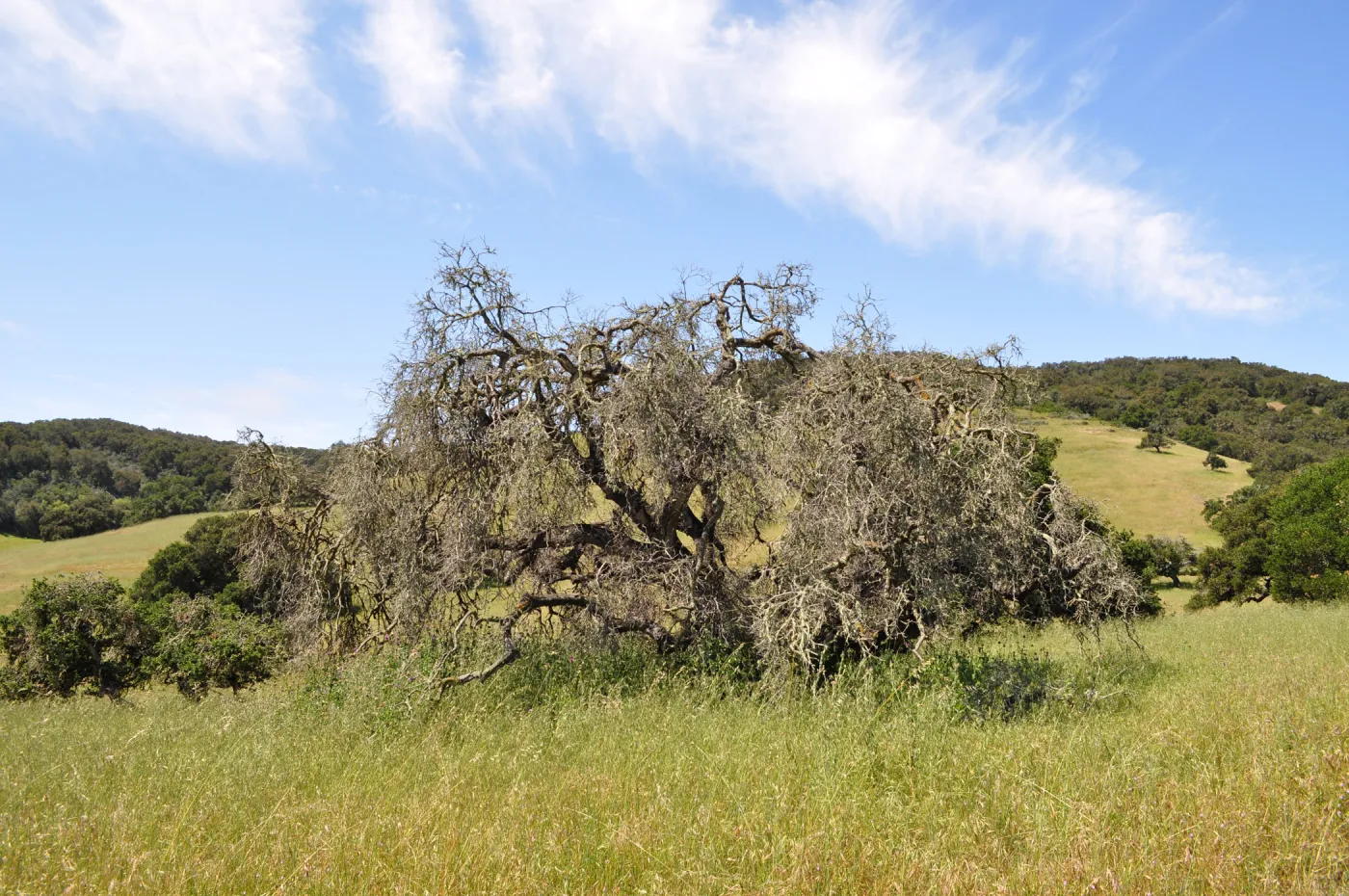 Garden field trip to Indian Knob, San Luis Obispo county