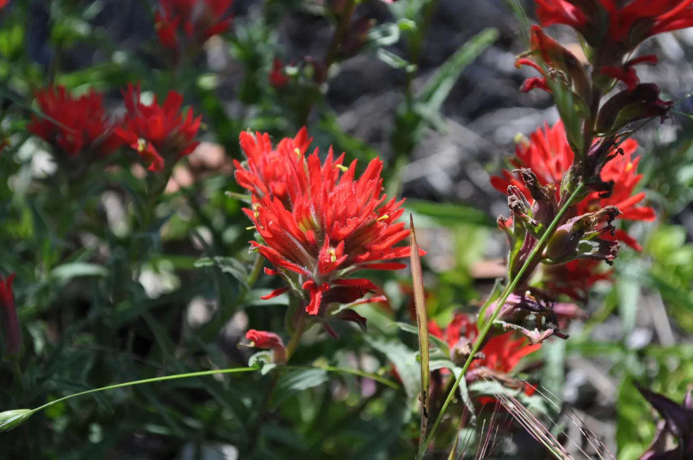 Garden field trip to Indian Knob, San Luis Obispo county
