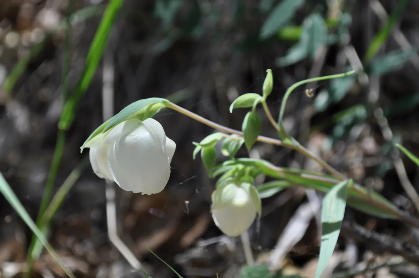 Garden field trip to Indian Knob, San Luis Obispo county