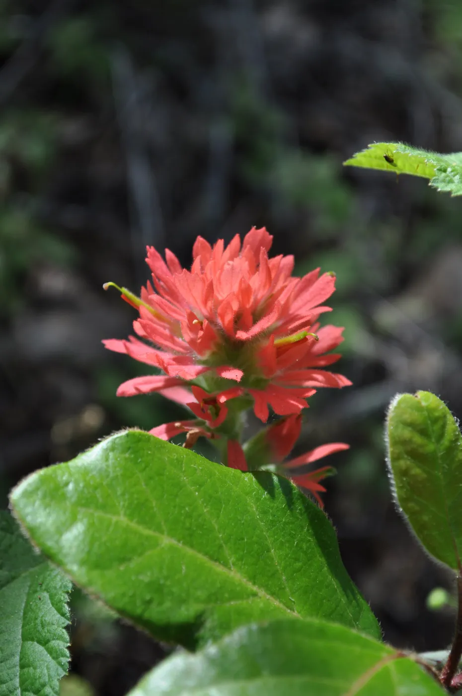 Garden field trip to Indian Knob, San Luis Obispo county