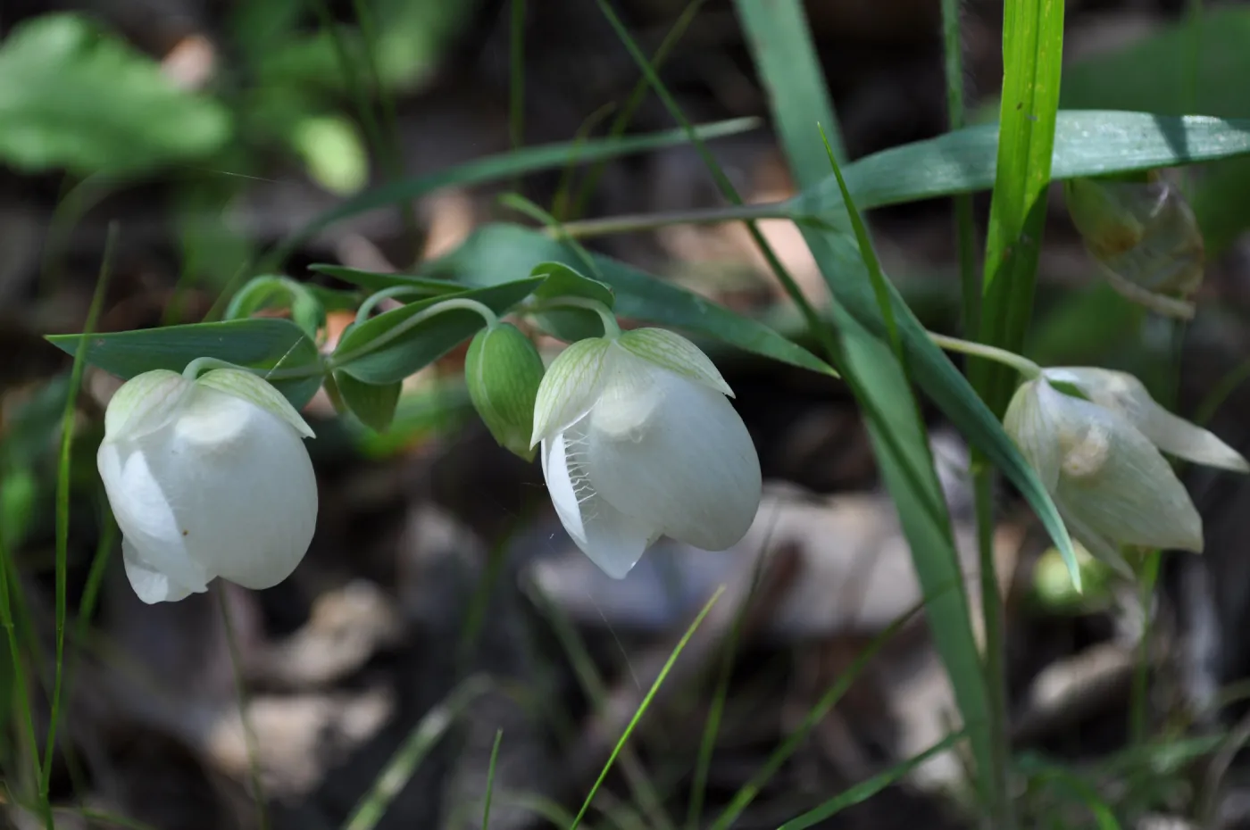 Garden field trip to Indian Knob, San Luis Obispo county