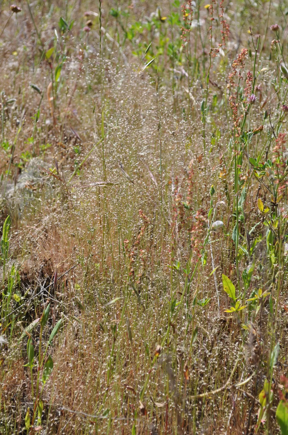 Garden field trip to Indian Knob, San Luis Obispo county