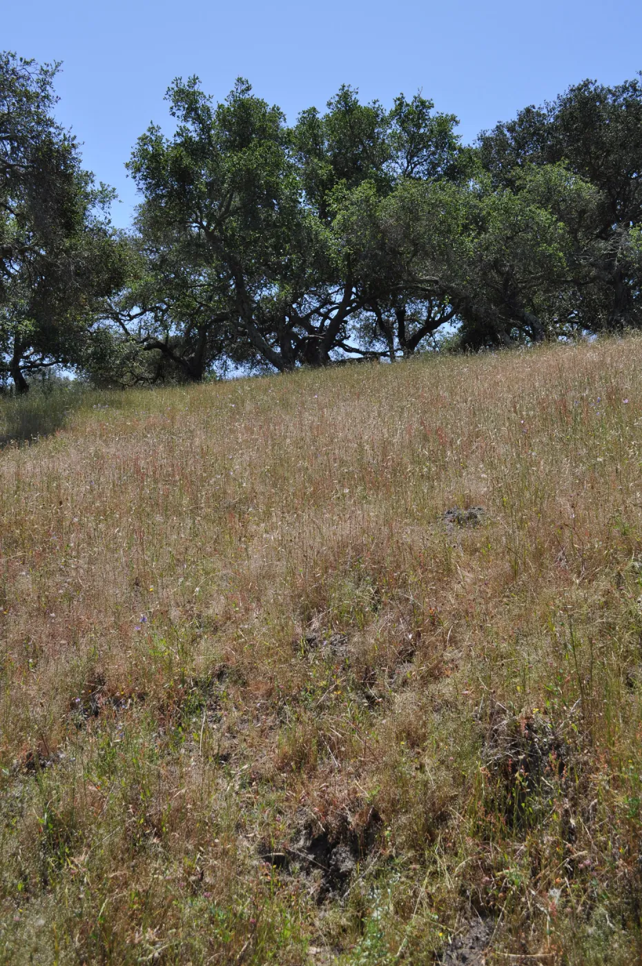 Garden field trip to Indian Knob, San Luis Obispo county