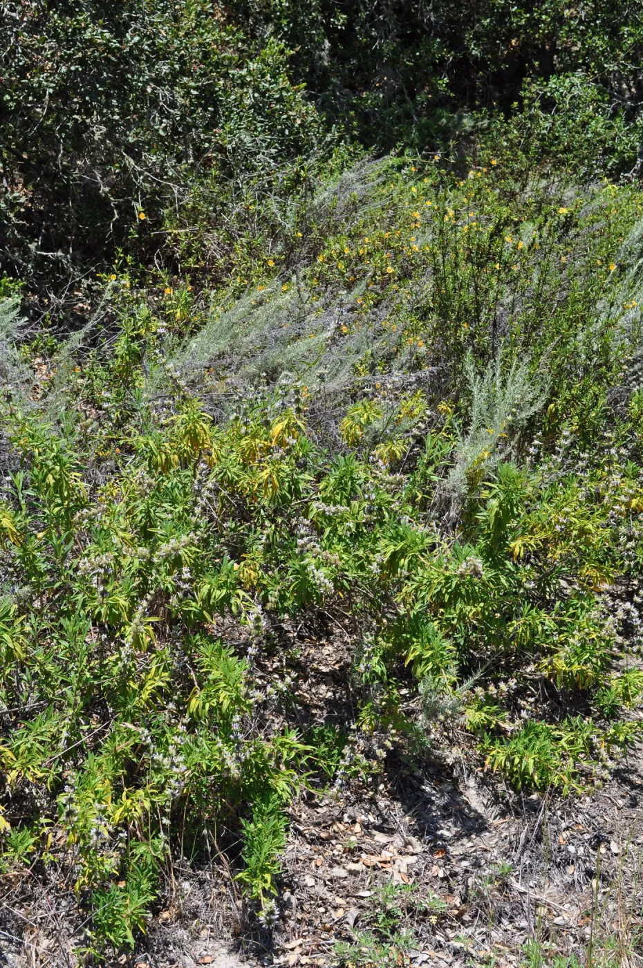 Garden field trip to Indian Knob, San Luis Obispo county