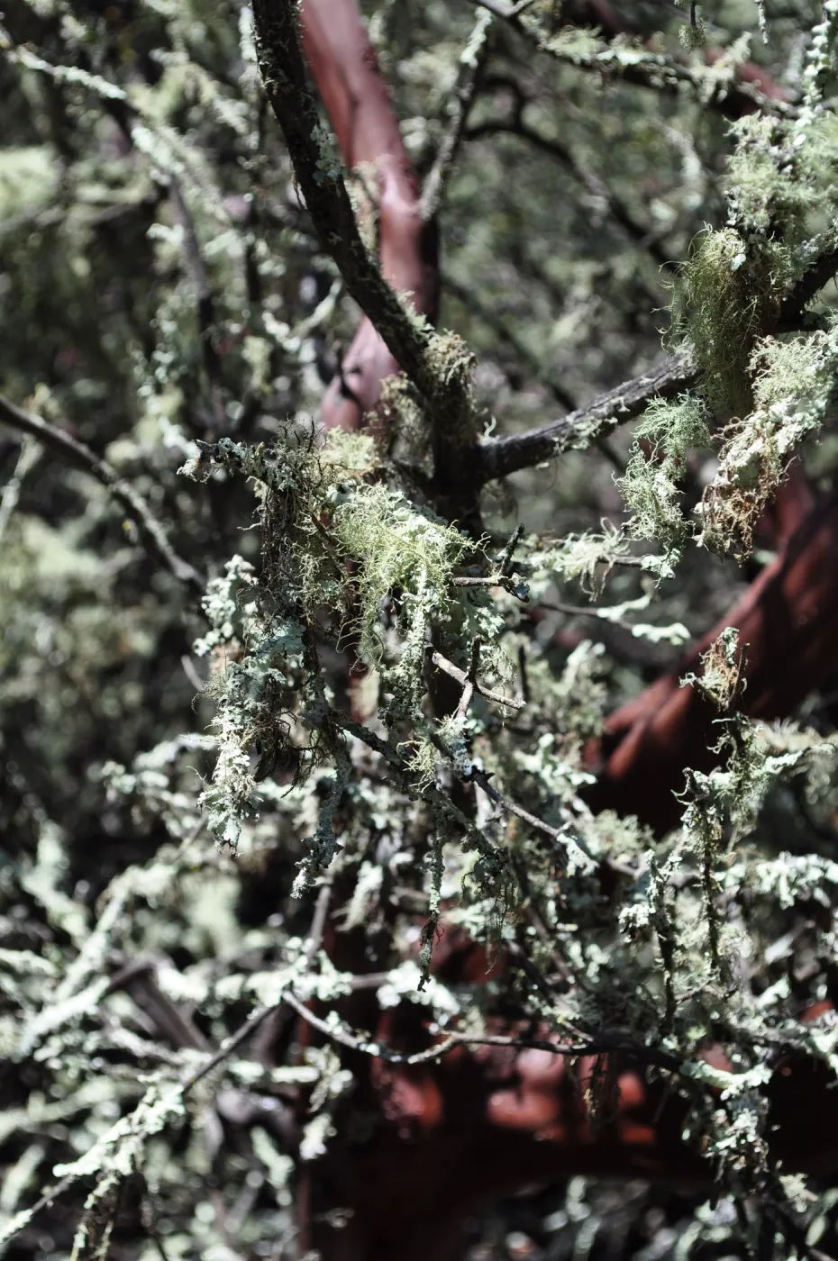 Garden field trip to Indian Knob, San Luis Obispo county