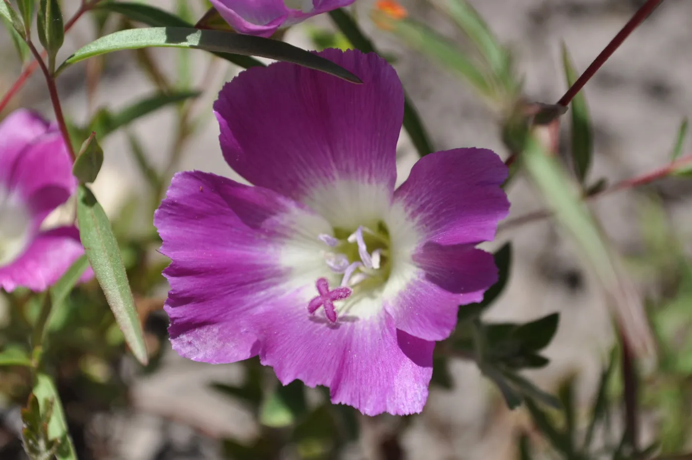 Garden field trip to Indian Knob, San Luis Obispo county