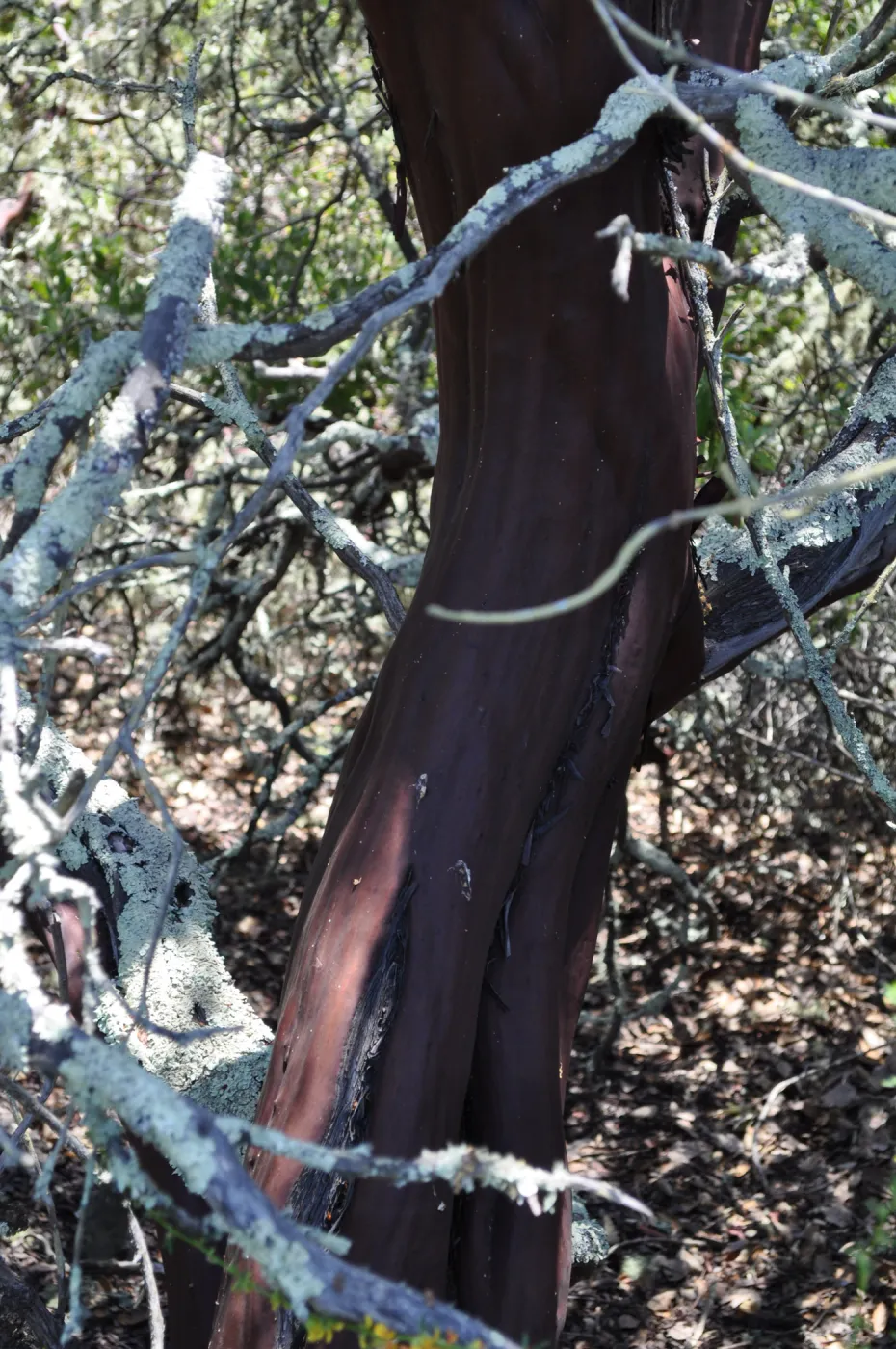 Garden field trip to Indian Knob, San Luis Obispo county