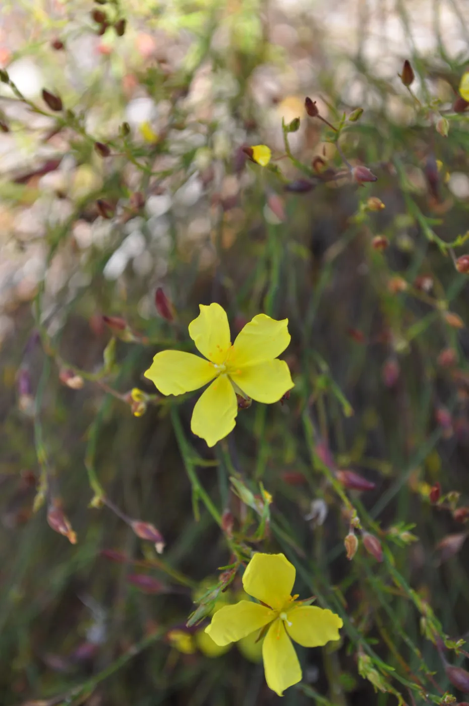 Garden field trip to Indian Knob, San Luis Obispo county