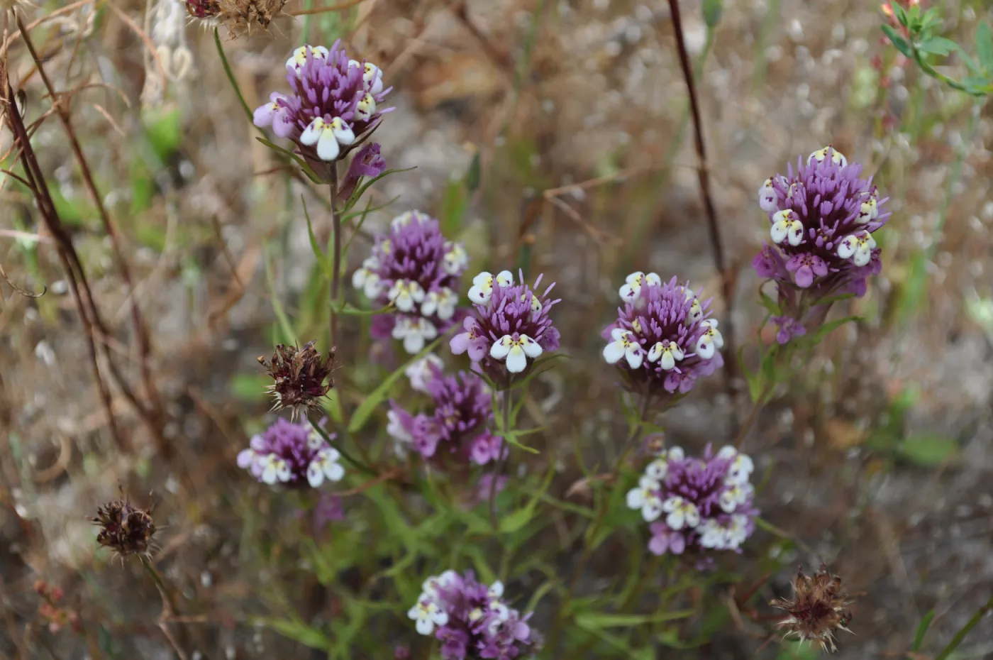 Garden field trip to Indian Knob, San Luis Obispo county