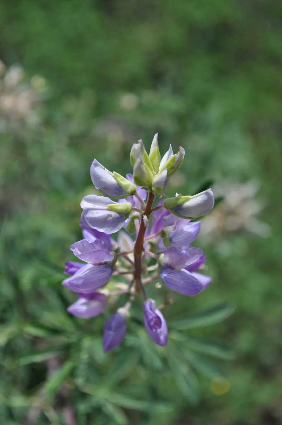 Garden field trip to Indian Knob, San Luis Obispo county
